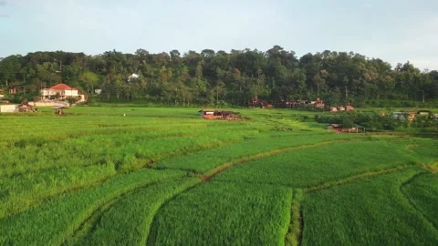 FPV Drone Flying Over Green Rice Fields Stock Footage 317634333