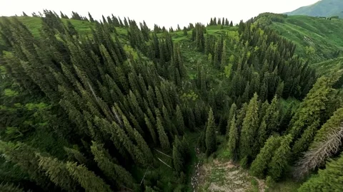 Fpv Drone flying over lush green pine tree forest in mountain, Almaty Stock Footage 288492461