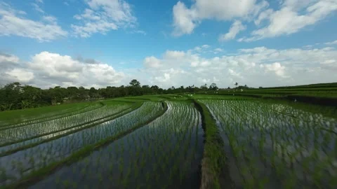 Fpv drone flying over ricefields of Bali, Indonesia after a birds 스톡 동영상 259777707