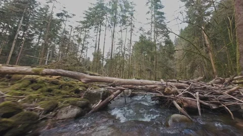 Fpv drone flying over river flow and trunks on a sunny day in Vosges region Stock Footage 335759848