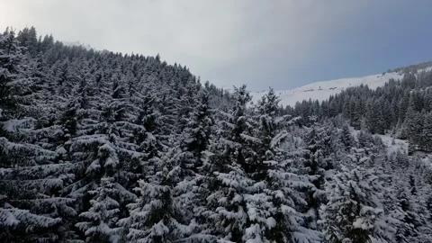 FPV Drone Flying Over Snow Covered Pine Forest Alps Overcast, 4K Stock Footage 323463742