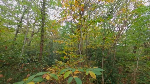 Fpv drone flying slowly between leaves with fall colours in autemn in forest UK Stock Footage 290789855