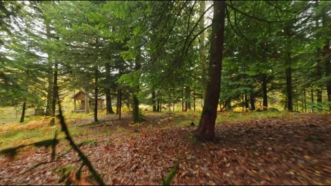Fpv drone flying slowly in forest over mushroom toward wood cabin autumn Vosges Stock Footage 254286414