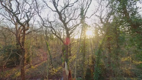 Fpv drone flying though gaps in branches and forest at sunset in winter Stock Footage 264760704