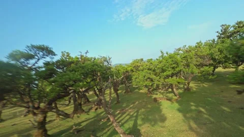 Fpv drone flying through ancient trees forest Madeira sunrise Stock Footage 205242572