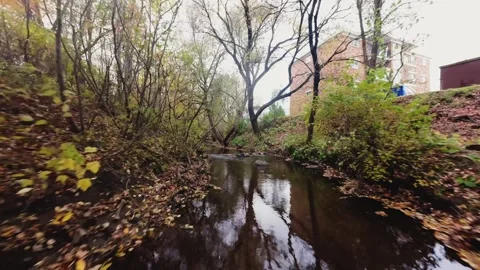 FPV Drone Flying Through Autumn Trees Along Small Stream | Cinematic Nature 4K Stock Footage 319419270