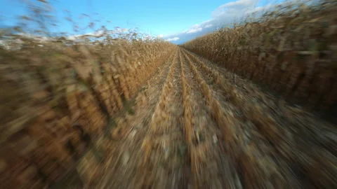 FPV Drone Flying through fall corn field maze or row 스톡 동영상 165903076