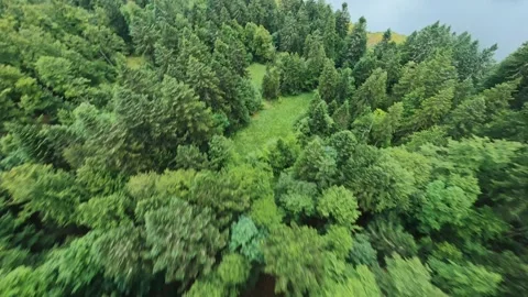Fpv drone flying through forest and trees and over lake Blanchemer Vosges France Stock Footage 184681129