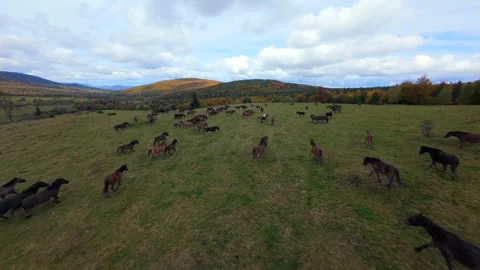 FPV Drone Flying Through Herd of Wild Horses Running Across Autumn Meadow Stock-Footage 347874694