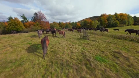 FPV Drone Flying Through Herd of Wild Horses Running Across Autumn Meadow 库存影片 347884477