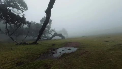 FPV drone flying through narrow gaps in Fanal Forest covered in fog on Madeira Stock Footage 308237646