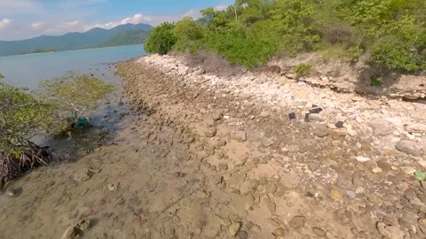 Fpv drone flying through a palm grove Video stock 255360032