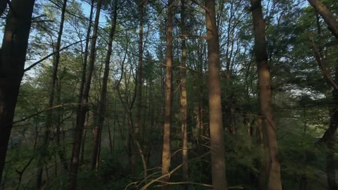 FPV drone flying through the treetops in Jackson MI 動画素材 313153401