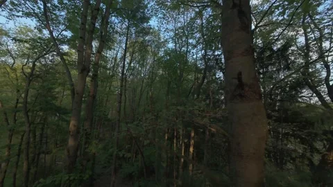 FPV drone flying through the treetops in Jackson MI 動画素材 313153406
