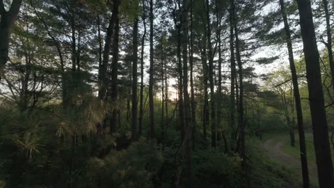 FPV drone flying through the treetops in Jackson MI 動画素材 313153411