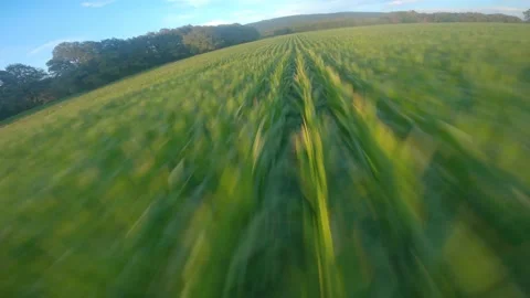 Fpv drone flyover cornfield at sunset countryside Stock Footage 157978366