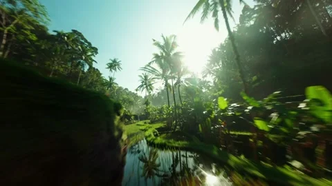 FPV Drone Flythrough Over Lush Green Rice Terraces and Palms in Bali Video stock 305804289