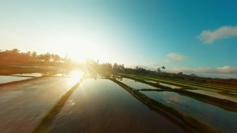 FPV Drone Landscape Shot Over Bali’s Lush Rice Fields and Tropical Palms Stock Footage 305804365
