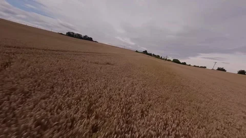 FPV drone low altitude flight over wheat field with dynamic motion Stock Footage 316491839