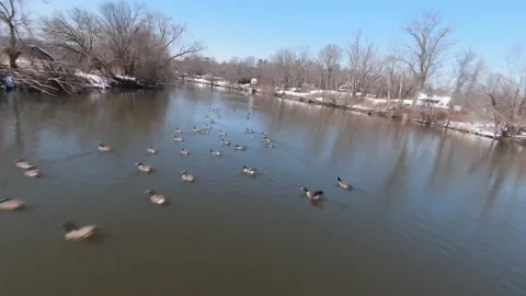 FPV Drone Low Flight Over birds On Water - Canadian Geese on River Video stock 171894761
