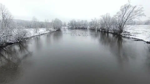 FPV drone low flight over geese on river with reflections - Canadian Geese Video stock 171894897