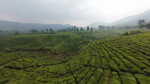 FPV drone low pass over tea plantation in Gambung Ciwidey Stock Footage 340490251