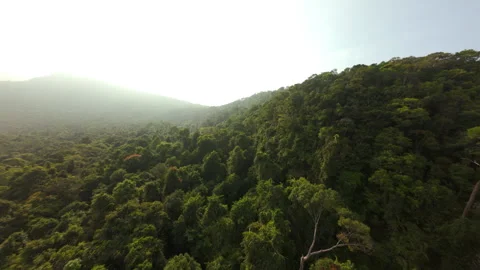 FPV Drone Mountain Climb over Lush Tropical Rainforest in Phu Quoc Stock Footage 333081345
