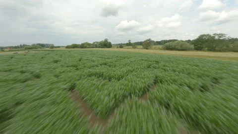 FPV Drone Over Maize Maze – Fast Low-Level Flight in Rural England Stock Footage 202141261