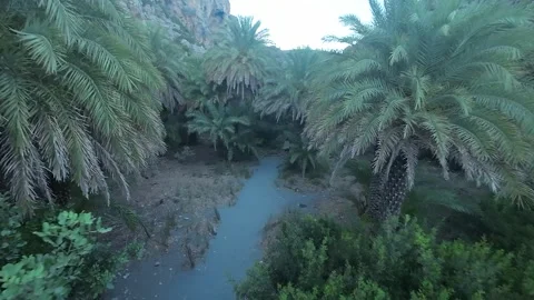 FPV DRONE OVER RIVER AND PALM FOREST AND SEASIDE Stock Footage 280048591