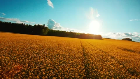 FPV drone overflying a rapeseed field at sunset Stock Footage 167428310