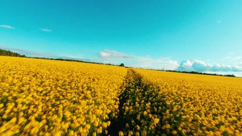FPV drone overflying a rapeseed field at sunset Stock Footage 167428414