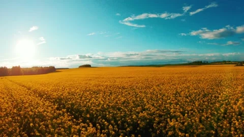 FPV drone overflying a rapeseed field at sunset Stock Footage 167428431