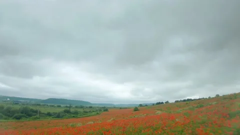FPV drone quickly and maneuverably flies over a flowering poppy field Stock Footage 133718700