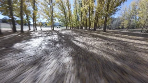 FPV drone shot between trees in the forest in autumn, with leaves falling Video stock 257789863