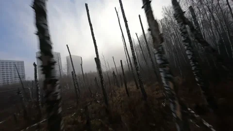 Fpv drone shot close between threes in the foggy birch forest Stock Footage 203980153
