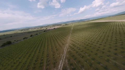 FPV DRONE SHOT: Flight over Hazelnut Trees fiefld. Organic agriculture. Aerial Stockbeeldmateriaal 166420551