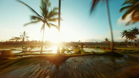 FPV Drone Shot Flying Low Over Bali Rice Terraces and Palm Trees Stock Footage 305794675