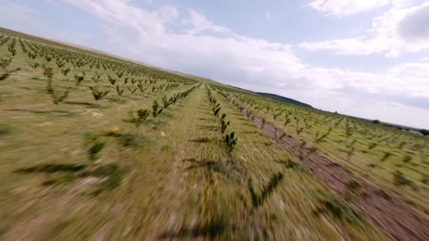 FPV DRONE SHOT: Hazelnut Trees fiefld. The tractor is processing trees. Aerial Stock Footage 166420411