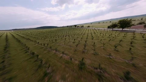 FPV DRONE SHOT: Hazelnut Trees fiefld. Hazelnut plantation. 4k Stockbeeldmateriaal 166420523