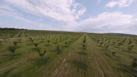 FPV DRONE SHOT: Hazelnut Trees fiefld. Organic agriculture. Aerial shot of a Stockbeeldmateriaal 166421038