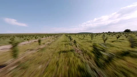 FPV DRONE SHOT: Hazelnut Trees fiefld. Hazelnut plantation. 4k Stockbeeldmateriaal 169044529