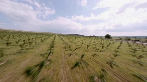 FPV DRONE SHOT: Low flight over Hazelnut Trees. Organic agriculture. Aerial shot 스톡 동영상 169241625
