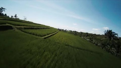 FPV drone shot in rice fields 스톡 동영상 218095039