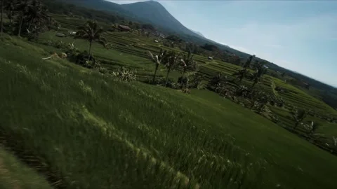 FPV drone shot in rice fields 스톡 동영상 218095119