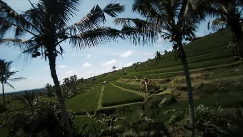FPV drone shot in rice fields 스톡 동영상 218095133