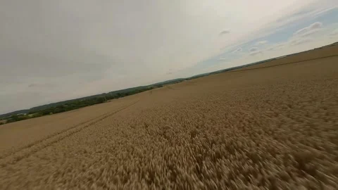 FPV drone sweeping flight close above wheat crops in rural landscape Stock Footage 316491773