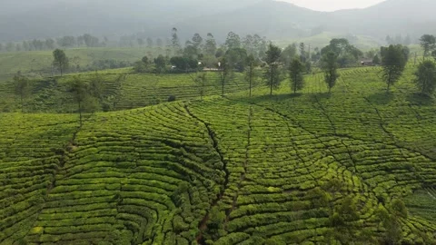 FPV drone swoop over Gambung tea plantation hill in Ciwidey Stock Footage 340490178