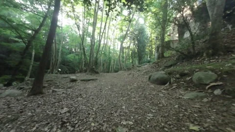 FPV drone through the forest over the bridge and hiking trail Stock Footage 263060873