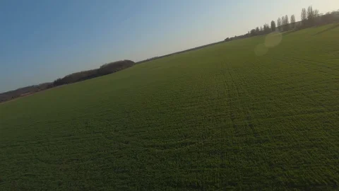 FPV drone view above young wheat at sunset, fast move Stock Footage 127760628