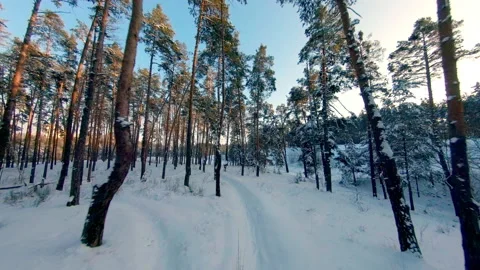 FPV drone view. Flight in the winter forest at sunset Vídeos de archivo 147995507